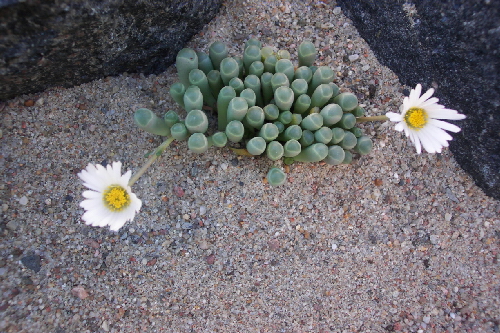 fenestraria rhopalophylla